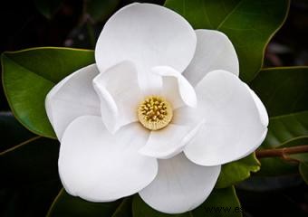 Árbol de Magnolia