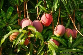 Enfermedades del árbol de mango