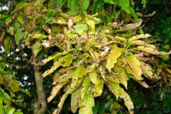 Enfermedades del árbol de mango