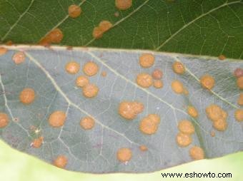 Enfermedades del árbol de mango