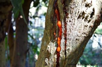 Enfermedades del árbol de mango