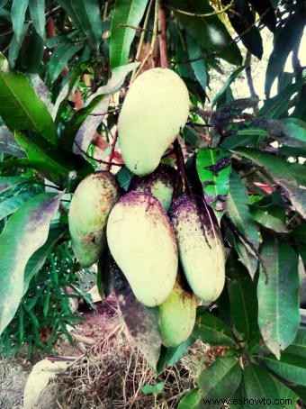 Enfermedades del árbol de mango