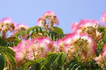 Árboles de mimosa