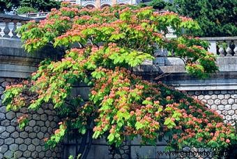 Árboles de mimosa