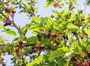 Árboles de Morera: Guía Completa sobre Tipos, Cultivo y Cosecha