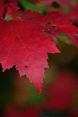 Arce glorioso de octubre