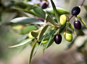 Guía Completa para Cultivar Olivos: Cuidados, Variedades y Consejos Expertos