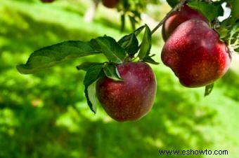 Plantar árboles de manzana