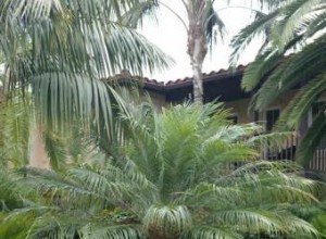 Palmera Datilera Pigmea (Phoenix roebelenii): Guía Completa de Cultivo, Cuidado y Usos en Jardines