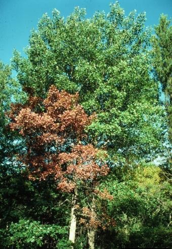 Señales de que un árbol se está muriendo