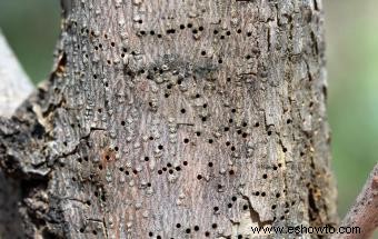 Señales de que un árbol se está muriendo