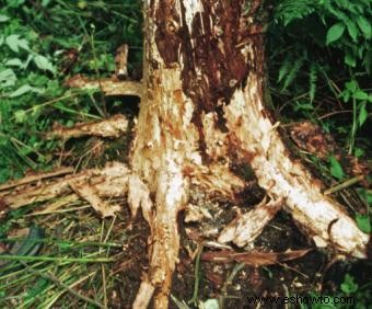 Señales de que un árbol se está muriendo