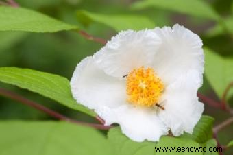 Stewartia