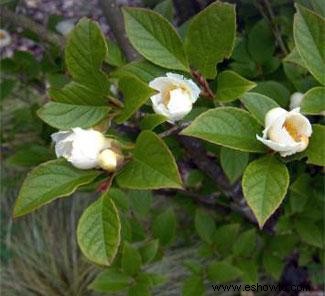 Stewartia