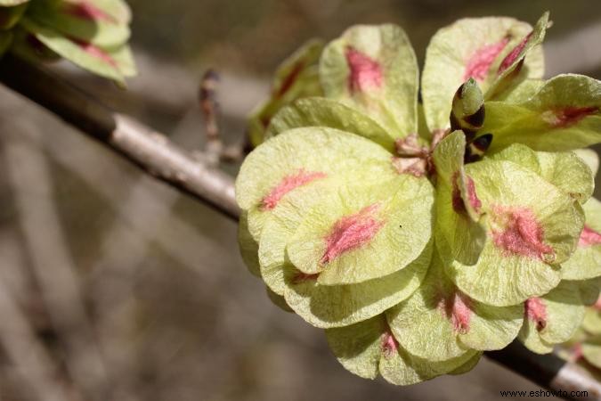 Semillas de árboles