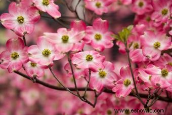 ¿Qué es la flor Cornus Florida?