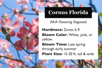 ¿Qué es la flor Cornus Florida?