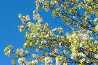 ¿Qué es la flor Cornus Florida?