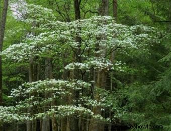 ¿Qué es la flor Cornus Florida?