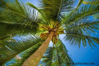 ¿Qué frutos crecen en las palmeras?