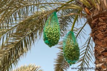 ¿Qué frutos crecen en las palmeras?