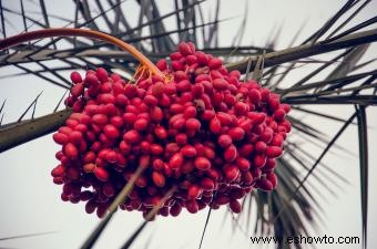 ¿Qué frutos crecen en las palmeras?