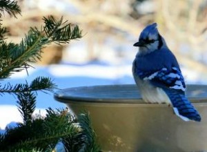 Calentadores Solares para Baños de Pájaros: Mantén el Agua Líquida Todo el Invierno