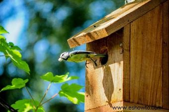 Cómo construir una casita para pájaros
