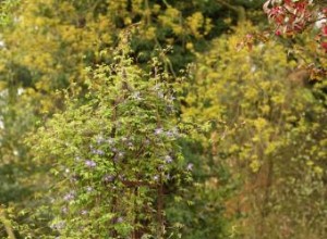 Obeliscos de Jardín en Hierro Forjado: Guía Experta para Elegir, Usar y Decorar