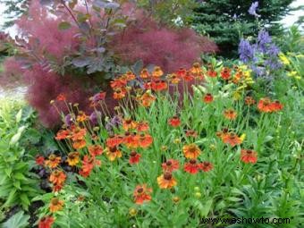 Ideas de jardín de flores de un experto