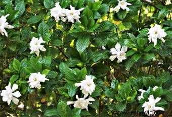 Lista de diferentes variedades de Gardenia