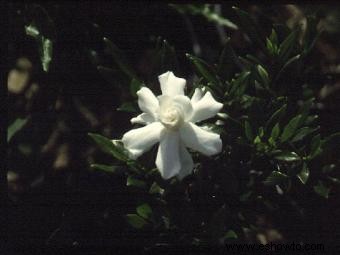 Lista de diferentes variedades de Gardenia