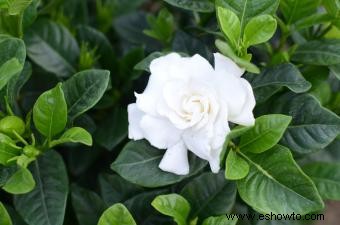 Lista de diferentes variedades de Gardenia