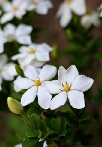 Lista de diferentes variedades de Gardenia