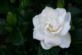 Lista de diferentes variedades de Gardenia