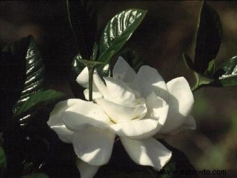 Lista de diferentes variedades de Gardenia