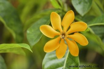 Lista de diferentes variedades de Gardenia