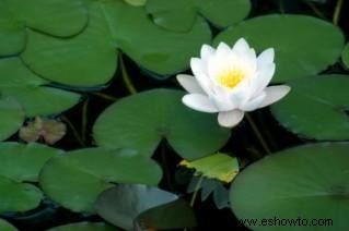 Contenedor de agua para jardín