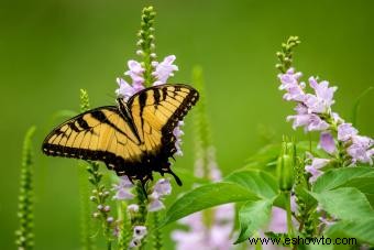 Plantas nativas y sus beneficios en su jardín