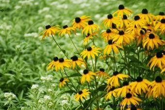 Plantas nativas y sus beneficios en su jardín