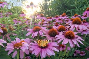 Plantas nativas y sus beneficios en su jardín