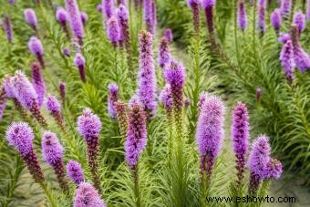 Plantas nativas y sus beneficios en su jardín