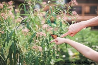 Plantas nativas y sus beneficios en su jardín