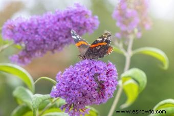 Cómo cuidar los arbustos de mariposa (y eliminar los invasivos correctamente)