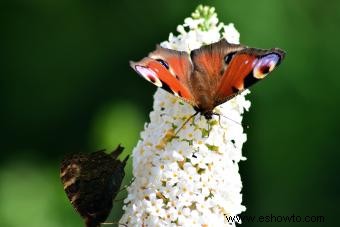 Cómo cuidar los arbustos de mariposa (y eliminar los invasivos correctamente)