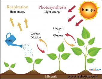 4 factores de crecimiento vegetal que afectan a todas las plantas