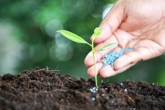 4 factores de crecimiento vegetal que afectan a todas las plantas