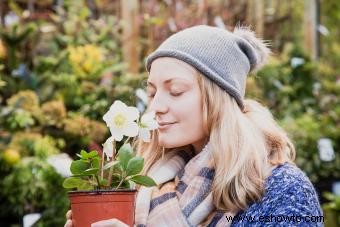 6 plantas y flores de clima frío para agregar a su jardín