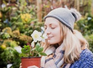 6 Plantas y Flores Resistentes al Frío para Transformar Tu Jardín Invernal