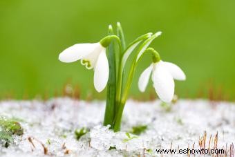 6 plantas y flores de clima frío para agregar a su jardín